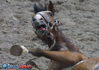 scared_horse.jpg