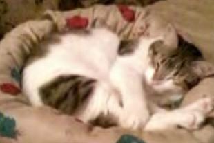 cat.jpg