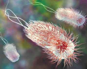 e_coli.jpg