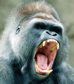 Name:  Gorilla Head mwhahah.jpg
Views: 592
Size:  89.2 KB