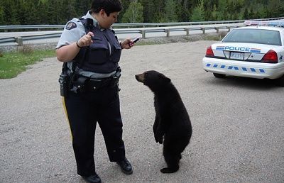 nl-rcmp-bear-620.jpg