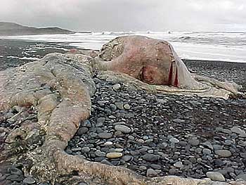 chilean-blob.jpg