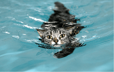 cat.png