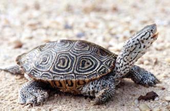 diamondback terrapin.jpg