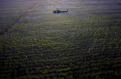 marijuana_plantation_01.jpg