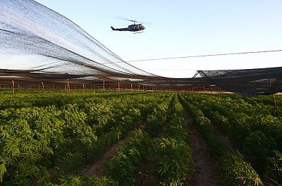 marijuana_plantation_02.jpg
