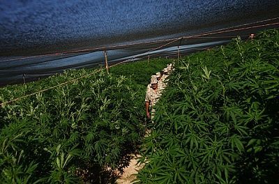 marijuana_plantation_04.jpg