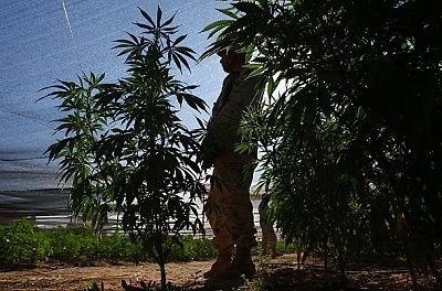 marijuana_plantation_05.jpg