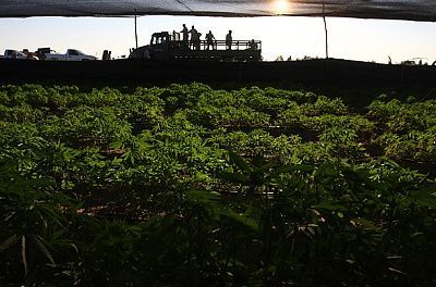 marijuana_plantation_06.jpg