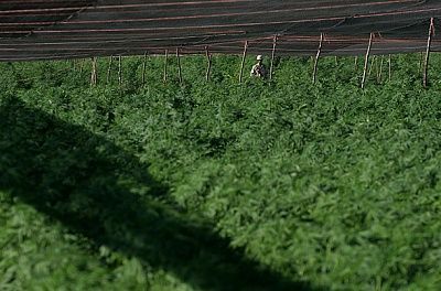 marijuana_plantation_07.jpg