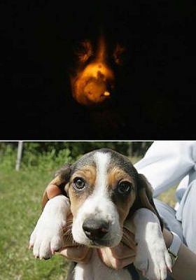 art-glowdog2-420x0.jpg