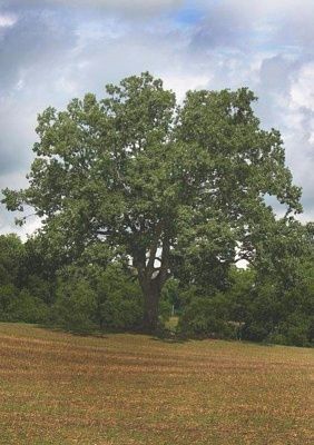 tree1.jpg