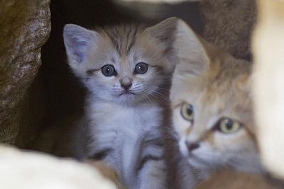 sand-kitten-1.jpg