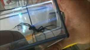 _54550150_black-widow.jpg