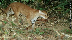 Name:  story_golden_cat_panthera.jpg
Views: 705
Size:  24.1 KB