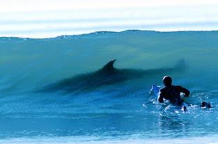 wave_shark.jpg