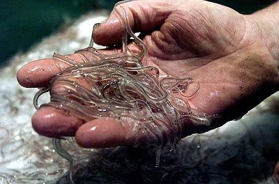 eels_1375639a.jpg