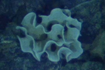 Xenophyophore.360.jpg