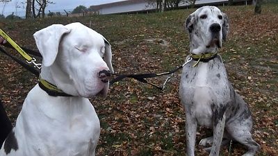 854442-britain-blind-dog.jpg