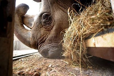 ss-091221-rhino-08.grid-9x2.jpg