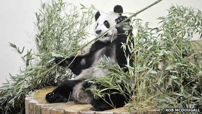 _57119152_pandapic.jpg