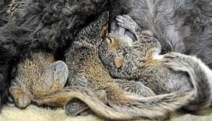 Foster_Poodle_NCHEN102-300x171.jpg