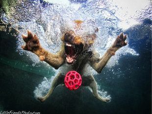underwaterdog1.jpg