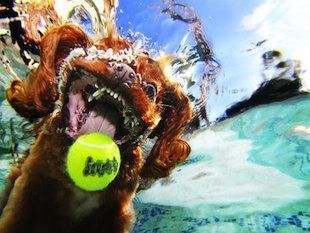 underwaterdog2.jpg