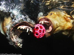 underwaterdog3.jpg