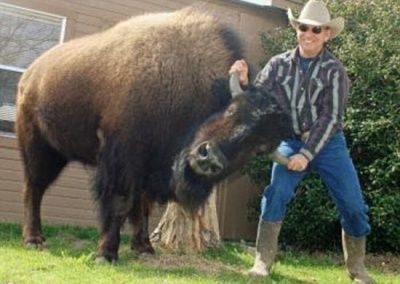 pet-buffalo2-550x391.jpg