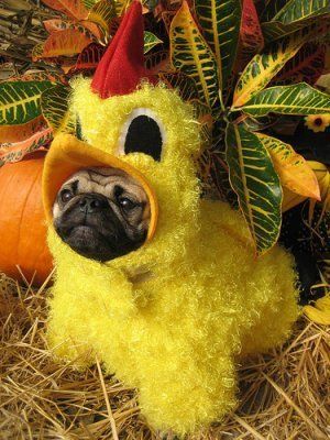 dog_costumes4.jpg