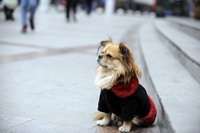 wang-cai-dog2-550x366.jpg
