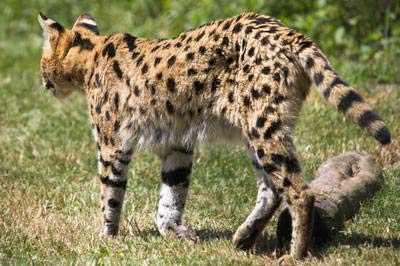 serval2.jpg