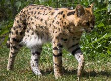 serval3.jpg