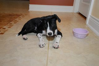 dog.jpg
