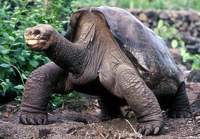 lonesome-george_53_1535444a.jpg