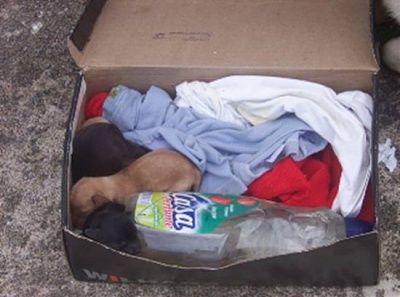 instant-dog-mom-1.jpg
