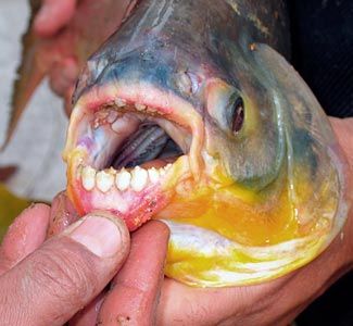 fish.jpg