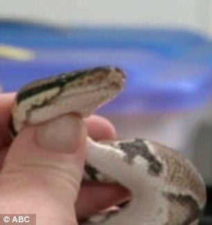 snake.jpg