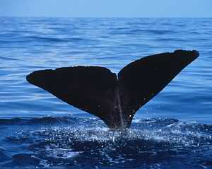Sperm_Whale_fluke.jpg