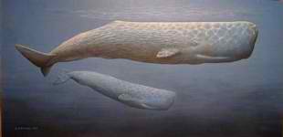 Sperm_whale2.jpg