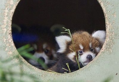 red-panda.jpg