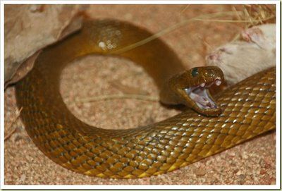 snake.jpg