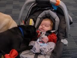 Black Pug.JPG