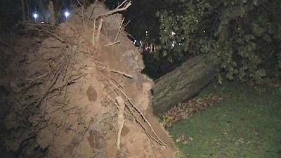 tree.jpg