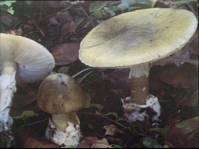 mushrooms.jpg