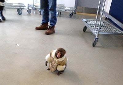 canada-wandering-20monkey.jpeg-00e8b.jpg
