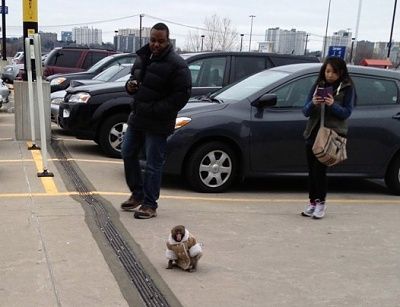 canada-wandering-20monkey.jpeg-0f0b6.jpg