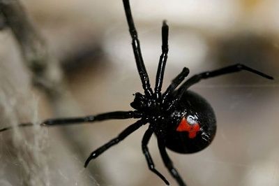 black-2bwidow-2bspider.jpg