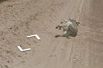 botswana-2bdonkey-20-282-29.jpg